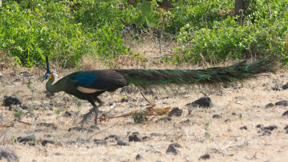 File:Pavo muticus 64412719.jpg