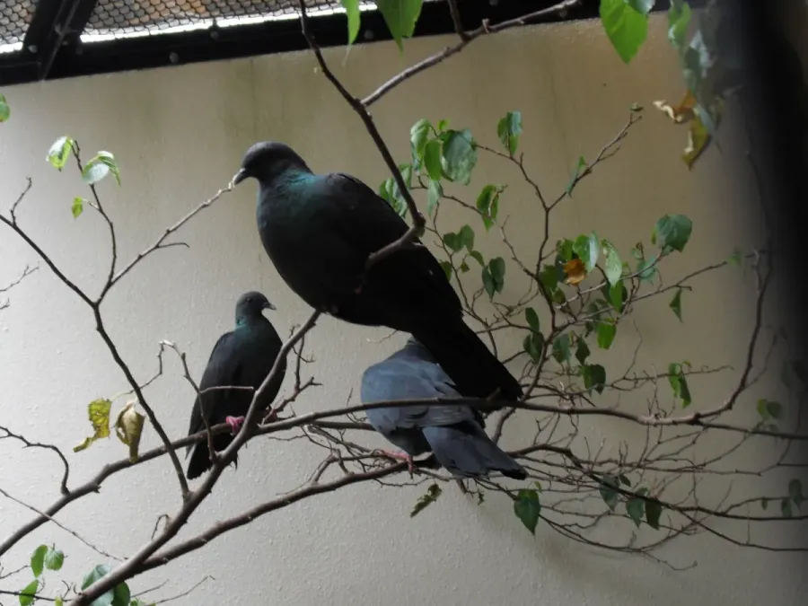 File:Columba janthina.JPG