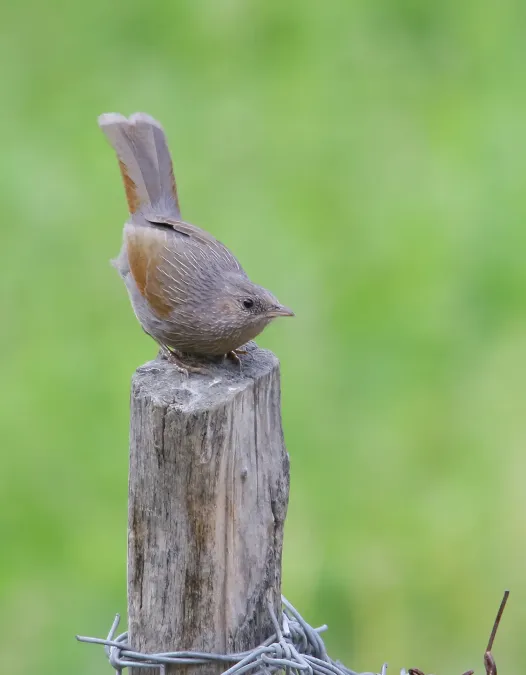 File:Streaked Laughingthrush (Trochalopteron lineatum) (51349898756).jpg