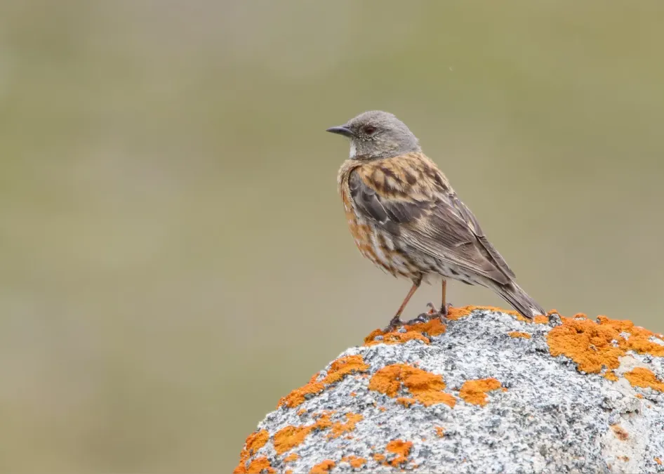 File:Altai Accentor (Prunella himalayana) (51328267640).jpg