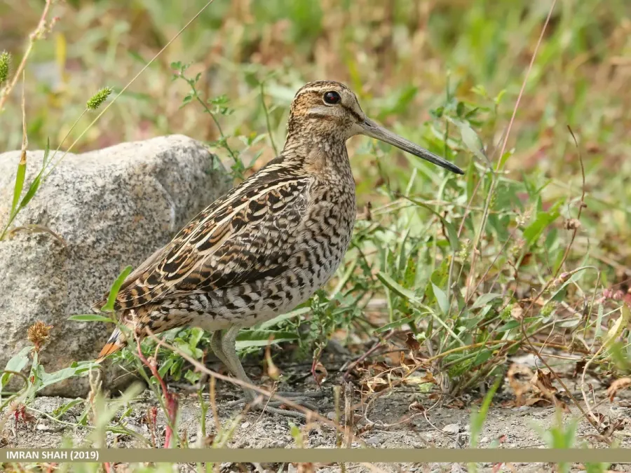File:Pintail Snipe (Gallinago stenura) (51340480819).jpg