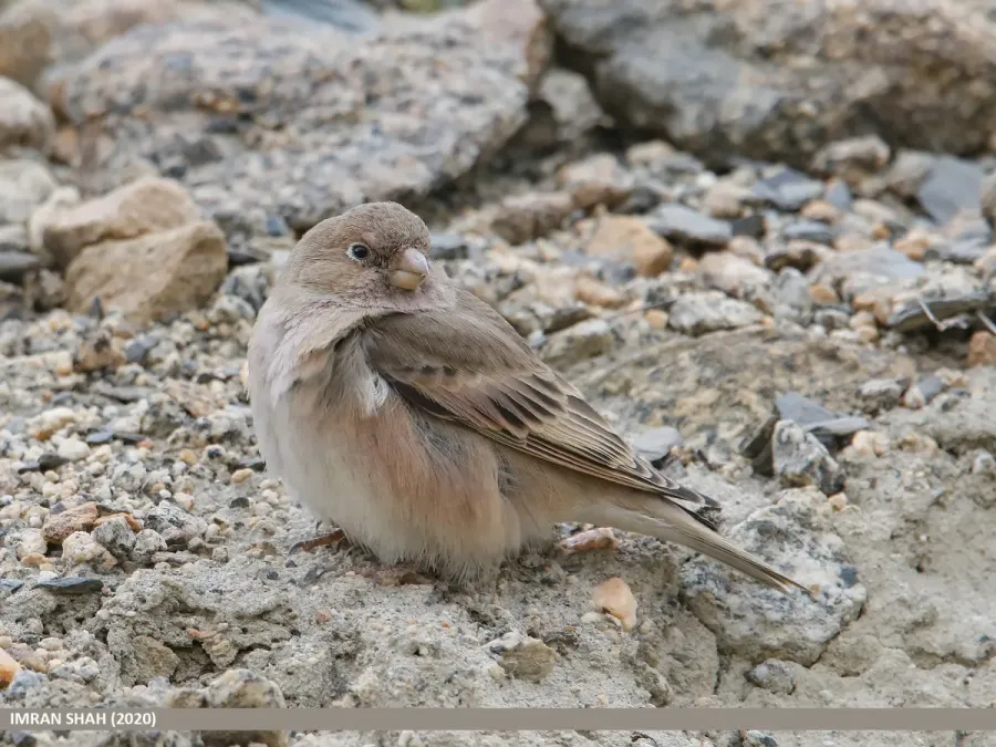 File:Mongolian Finch (Bucanetes mongolicus) (51335300158).jpg