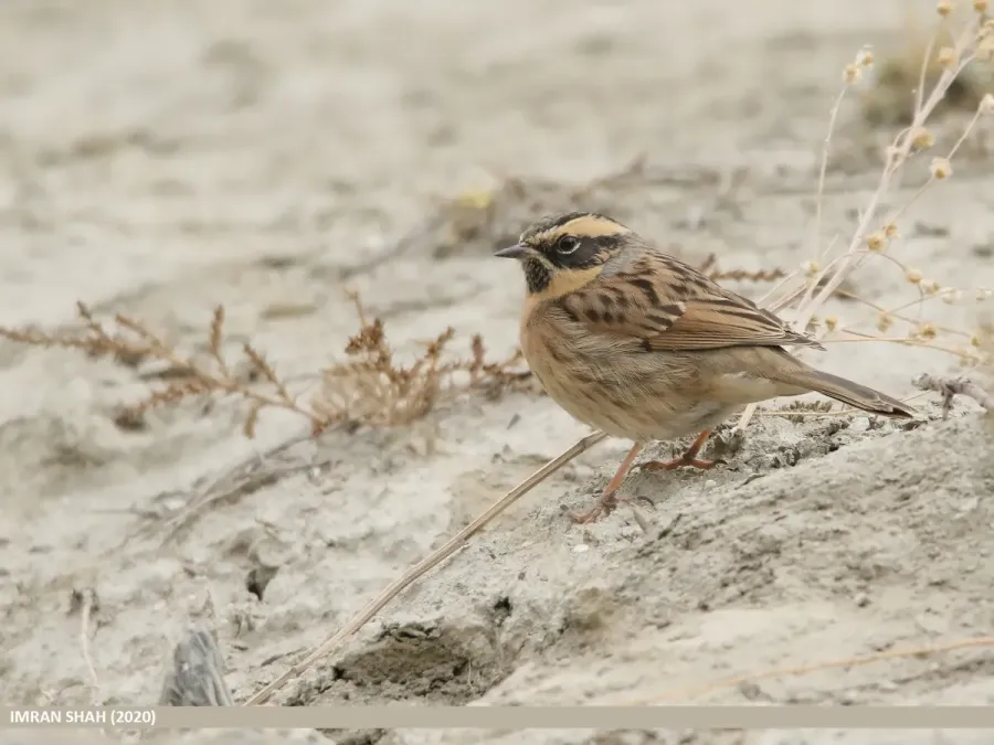 File:Black-throated Accentor (Prunella atrogularis) (51336090640).jpg
