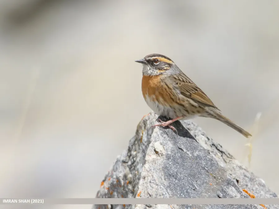 File:Rufous-breasted Accentor (Prunella strophiata) (51305661649).jpg