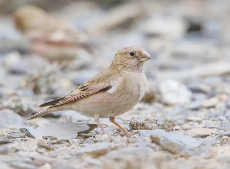 File:Mongolian Finch (Bucanetes mongolicus) (51304949766).jpg