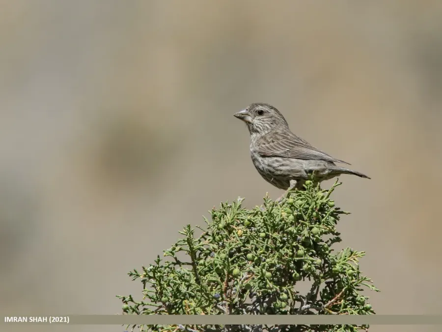 File:Red-Mantled Rosefinch (Carpodacus rhodochlamys) (51305663439).jpg