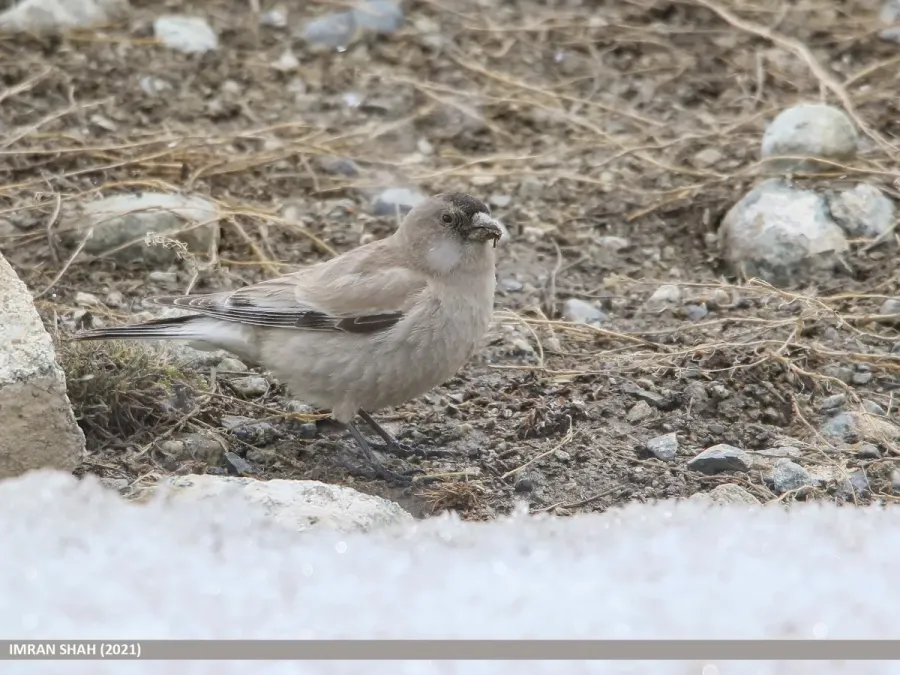 File:Brandt's Mountain Finch (Leucosticte brandti) (51209632258).jpg