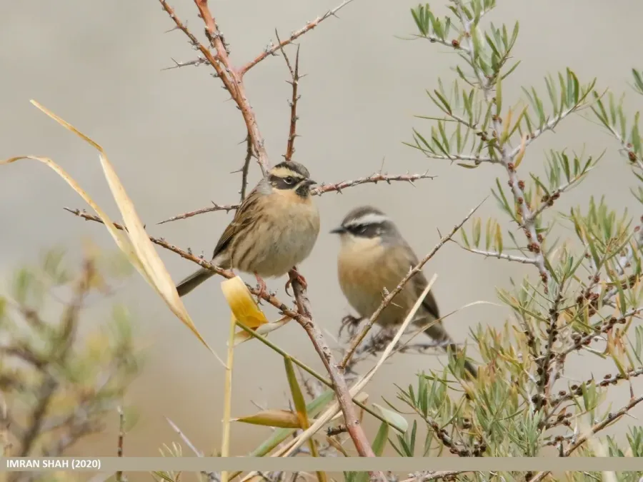 File:Black-throated Accentor (Prunella atrogularis) & Brown Accentor (Prunella fulvescens) (51209441766).jpg