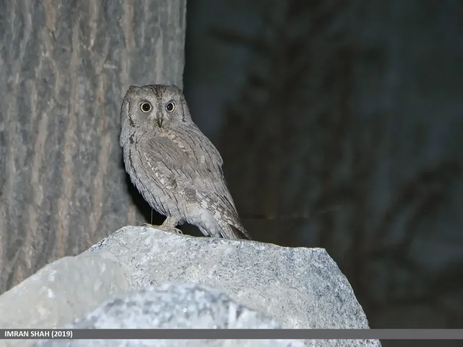 File:Pallid Scops-owl (Otus brucei) (51194598379).jpg