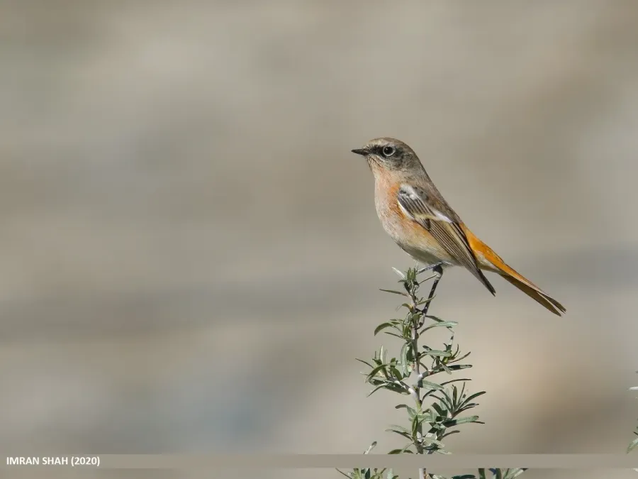 File:Rufous-backed Redstart (Phoenicurus erythronotus) (51117529472).jpg