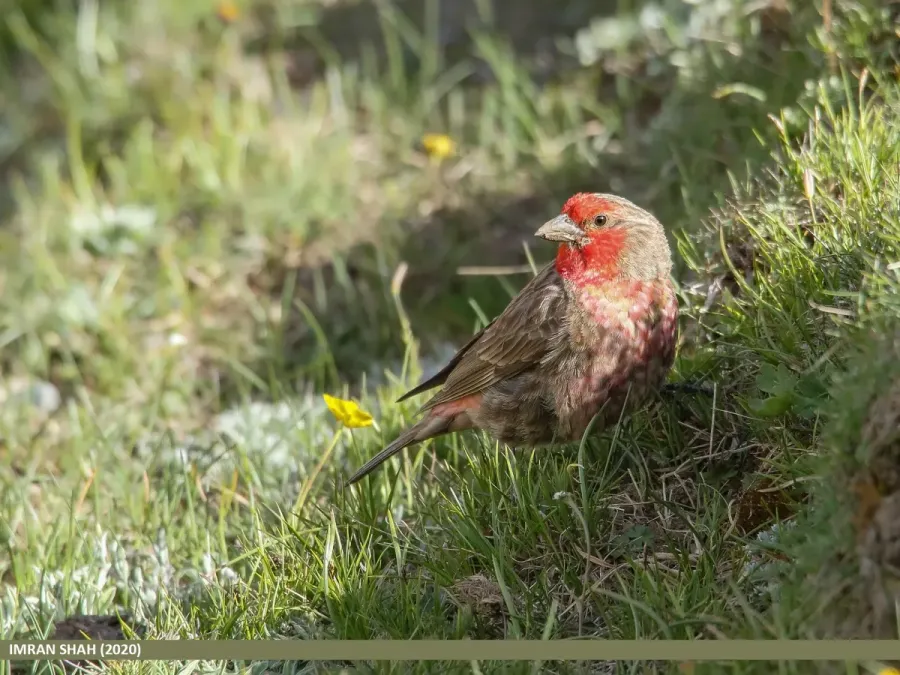 File:Red-fronted Rosefinch (Carpodacus puniceus) (51118095076).jpg