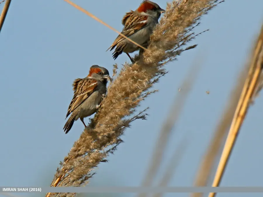 File:Sind Sparrow (Passer pyrrhonotus) (25243924423).jpg