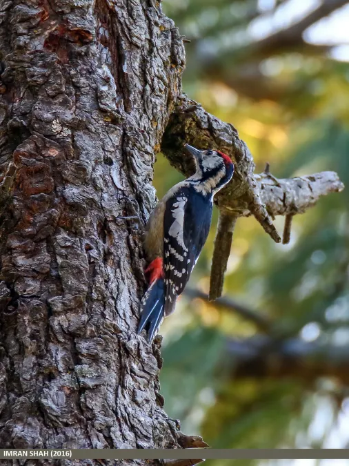 File:Himalayan Woodpecker (Dendrocopos himalayensis) (25722938151).jpg