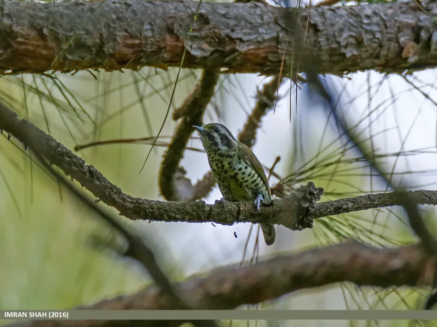 File:Speckled Piculet (Picumnus innominatus) (25090569014).jpg