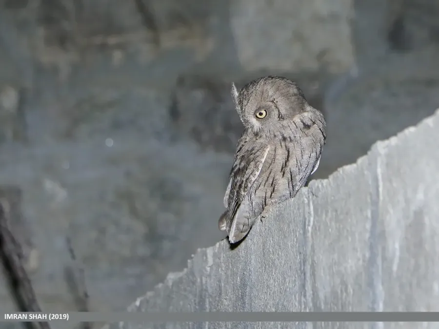 File:Pallid Scops-owl (Otus brucei) (49091564141).jpg