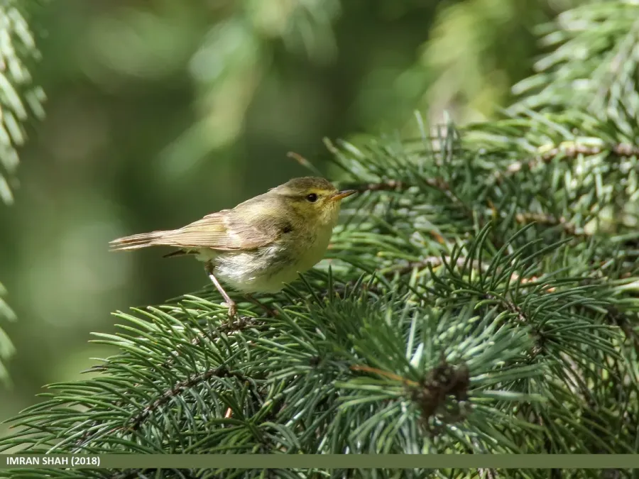 File:Brooks's Leaf Warbler (Phylloscopus subviridis) (49061119166).jpg