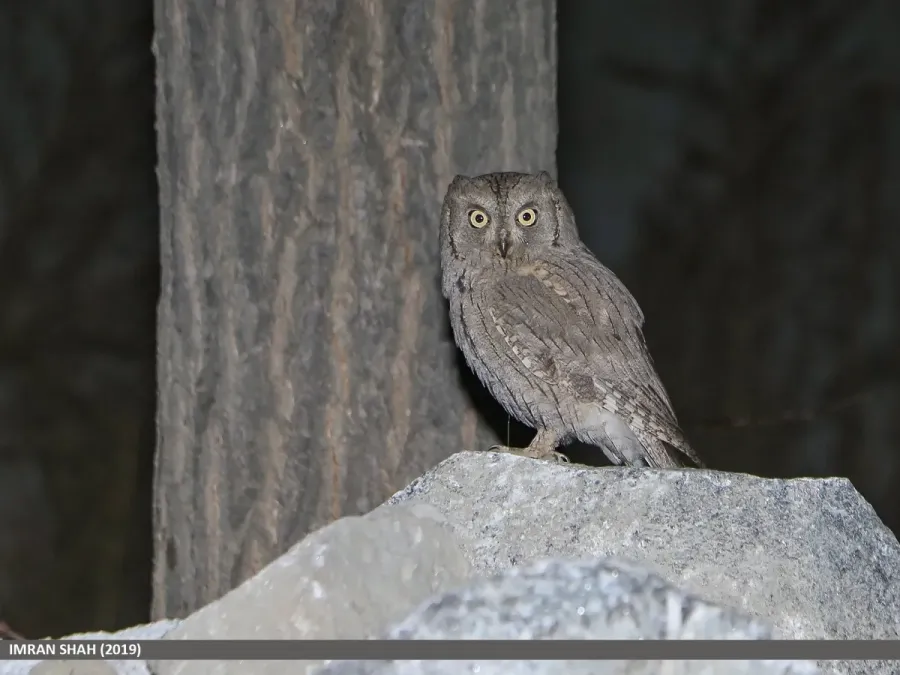 File:Pallid Scops-owl (Otus brucei) (49061084051).jpg
