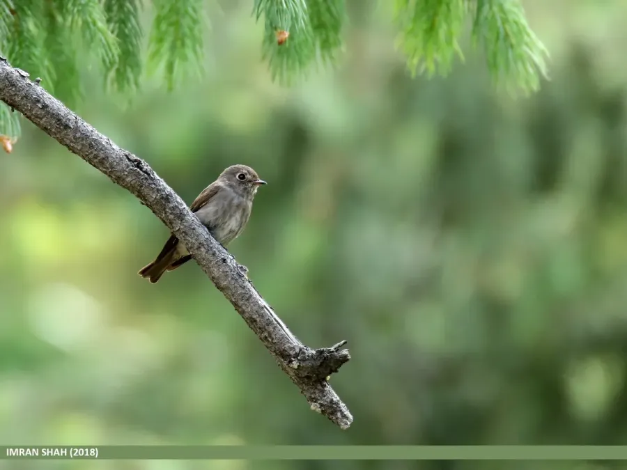 File:Dark-sided Flycatcher (Muscicapa sibirica) (49060609733).jpg