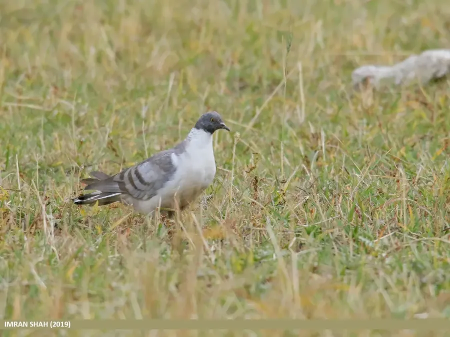 File:Snow Pigeon (Columba leuconota) (49029545701).jpg