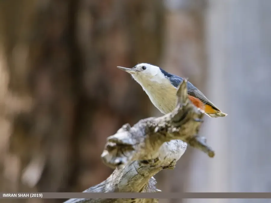 File:White-cheeked Nuthatch (Sitta leucopsis) (49029771532).jpg