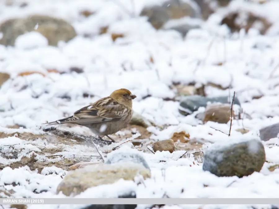 File:Plain Mountain Finch (Leucosticte nemoricola) (49029562066).jpg