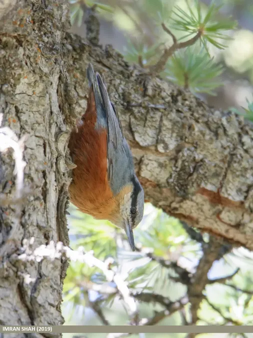 File:Kashmir Nuthatch (Sitta cashmirensis) (49029471806).jpg