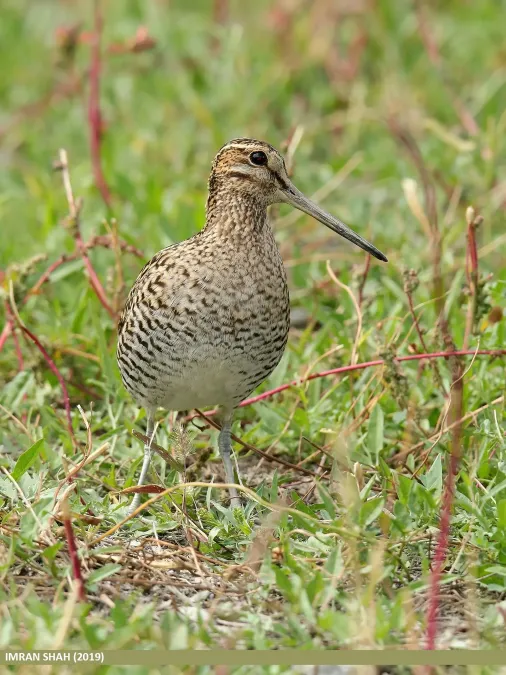 File:Pintail Snipe (Gallinago stenura) (48988702667).jpg