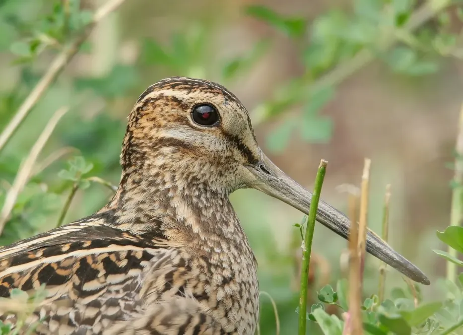 File:Pintail Snipe (Gallinago stenura) (48942602236).jpg