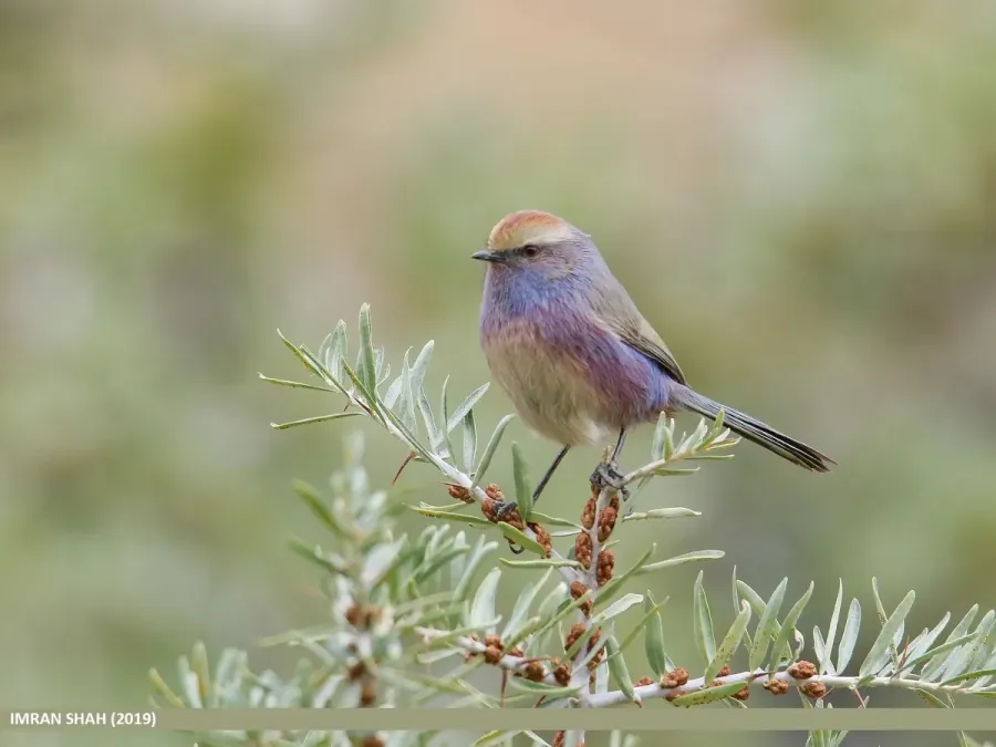 File:White-browed Tit Warbler (Leptopoecile sophiae) (49052258687).jpg