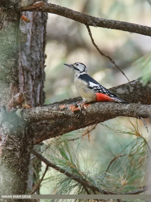 File:Himalayan Woodpecker (Dendrocopos himalayensis) (49279456187).jpg