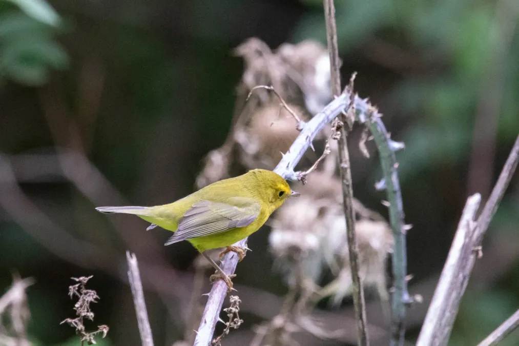 File:Cardellina pusilla 154586003.jpg