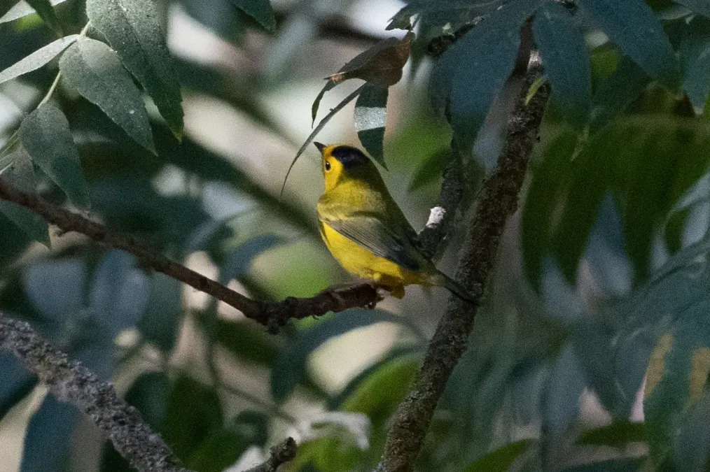 File:Cardellina pusilla 156006376.jpg