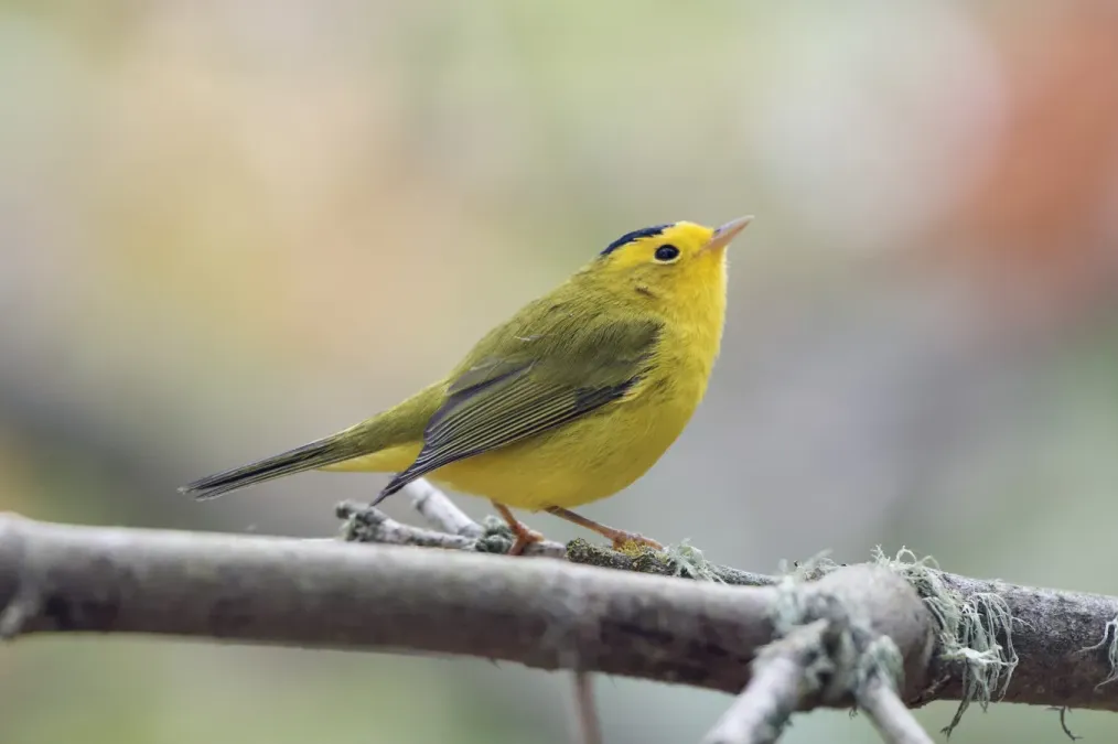 File:Cardellina pusilla 156761097.jpg