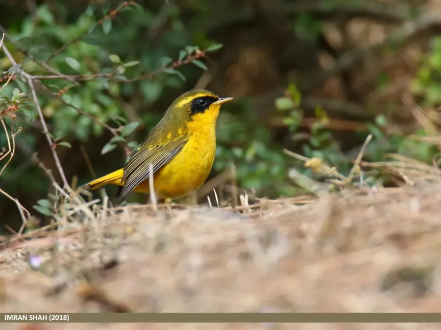 File:Golden Bush-robin (Tarsiger chrysaeus) (43045926632).jpg