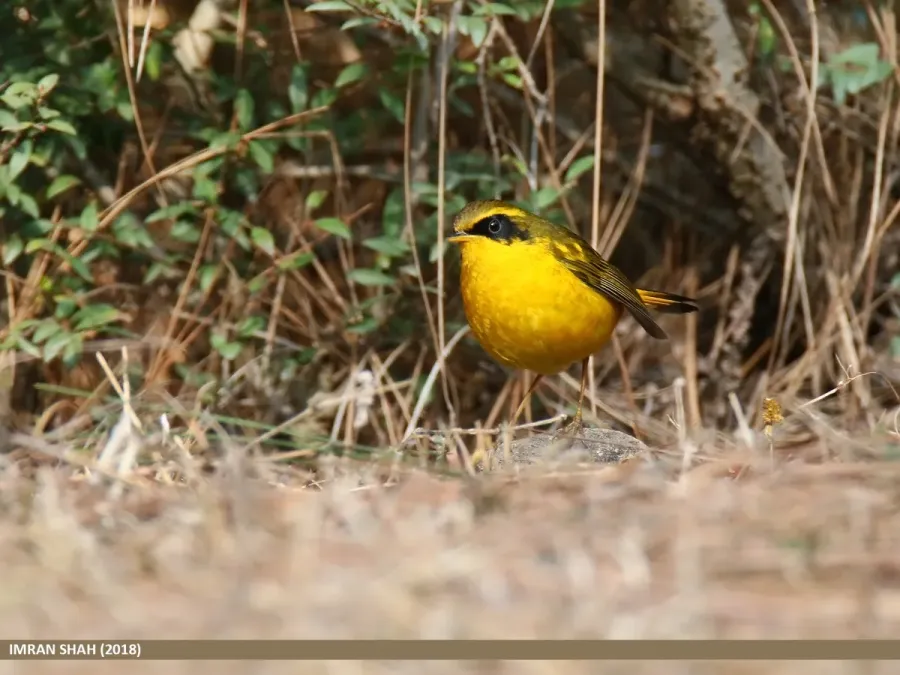 File:Golden Bush-robin (Tarsiger chrysaeus) (41349789365).jpg