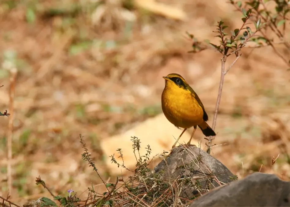 File:Golden Bush-robin (Tarsiger chrysaeus) (27345493147).jpg
