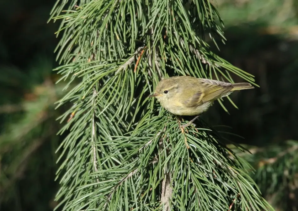 File:Brooks's Leaf Warbler (Phylloscopus subviridis) (50405230358).jpg