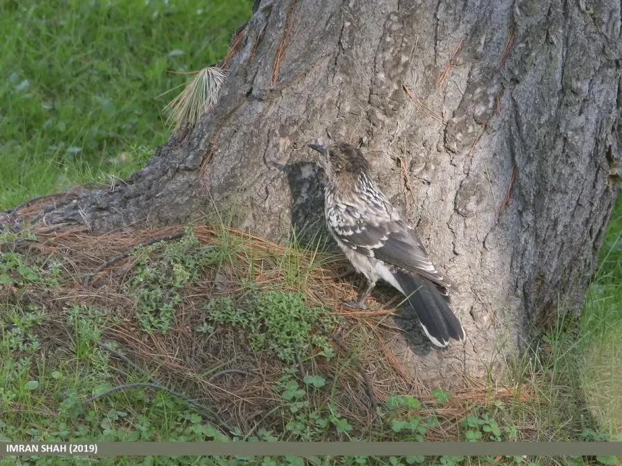 File:Large-spotted Nutcracker (Nucifraga multipunctata) (50123943152).jpg