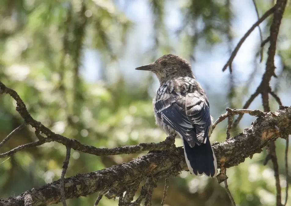 File:Large-spotted Nutcracker (Nucifraga multipunctata) (50123168843).jpg