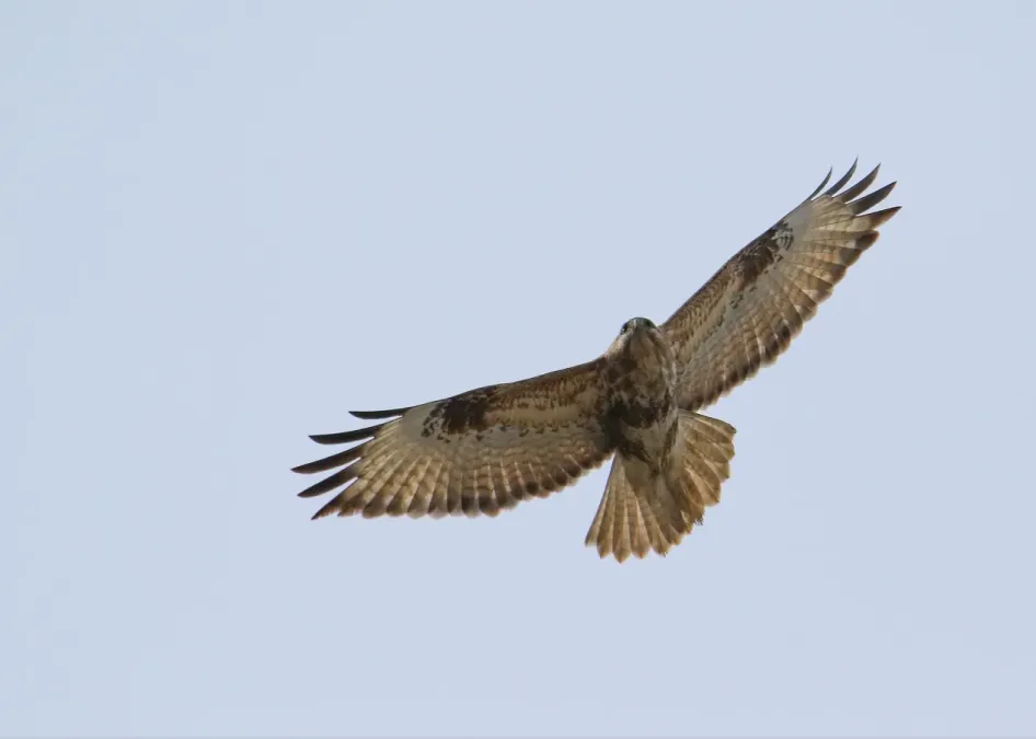 File:Himalayan Buzzard (Buteo refectus) (50023527168).jpg