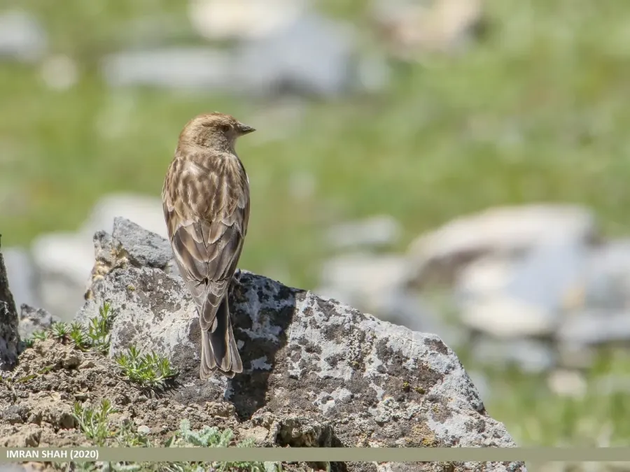 File:Plain Mountain Finch (Leucosticte nemoricola) (50023541763).jpg