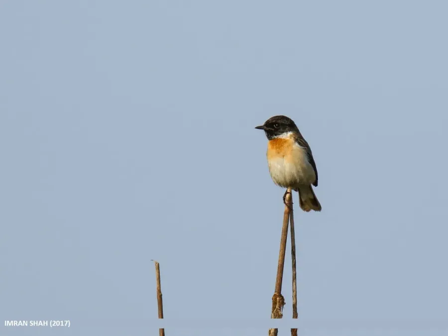 File:White-tailed Stonechat (Saxicola leucurus) (32682416121).jpg