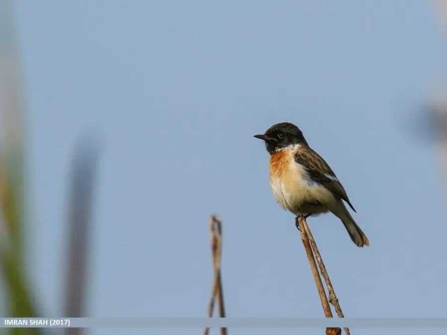 File:White-tailed Stonechat (Saxicola leucurus) (31882942824).jpg