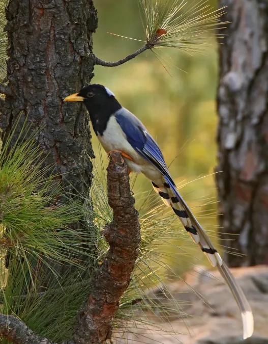 File:Yellow-billed Blue Magpie (Urocissa flavirostris) (31912611143).jpg