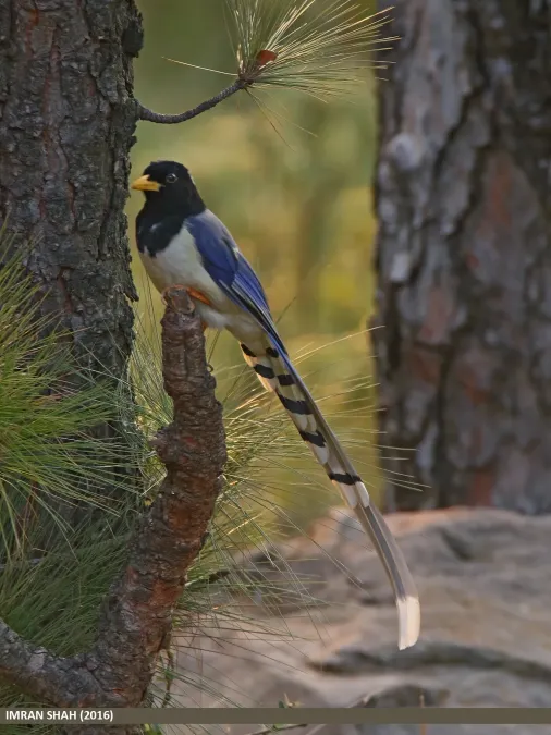 File:Yellow-billed Blue Magpie (Urocissa flavirostris) (31765992102).jpg