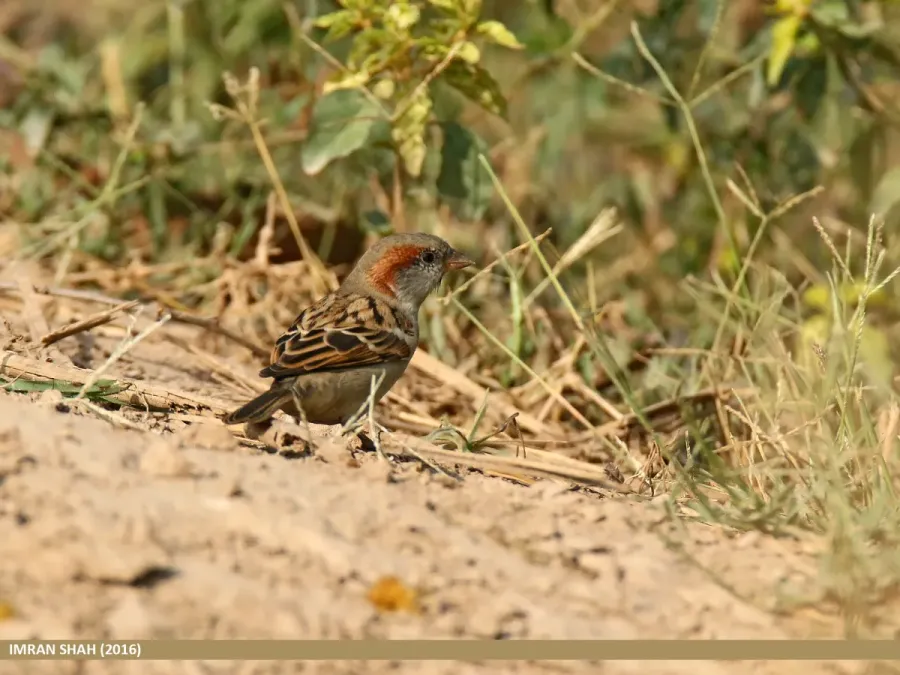 File:Sind Sparrow (Passer pyrrhonotus) (30585000031).jpg