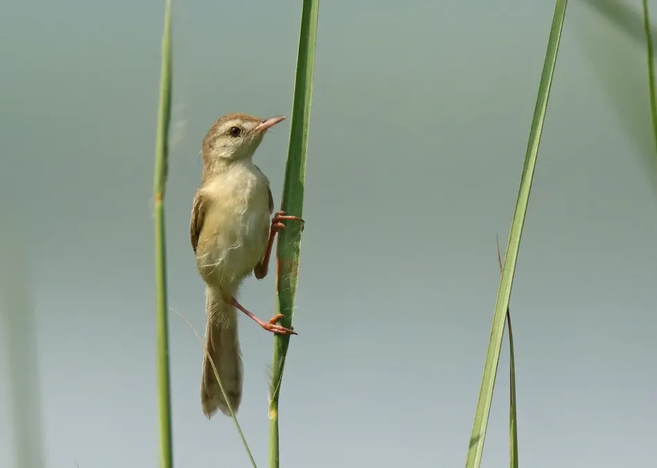 File:Rufous-fronted Prinia (Prinia buchanani) (30276693672).jpg