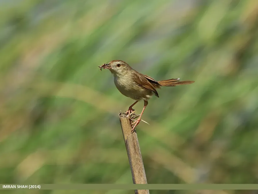 File:Rufous-fronted Prinia (Prinia buchanani) (15708005520).jpg