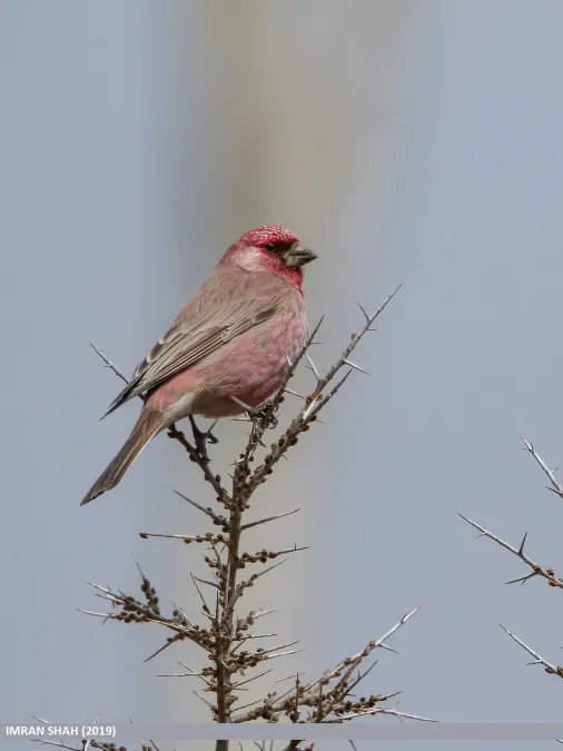 File:Great Rosefinch (Carpodacus rubicilla) (49811265947).jpg
