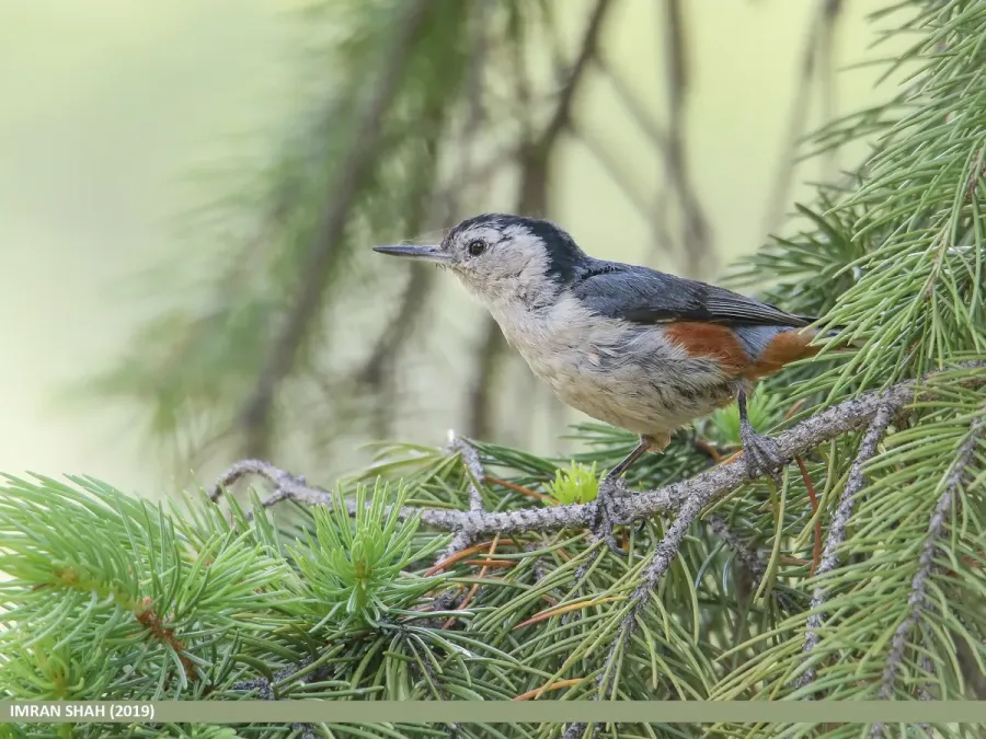 File:White-cheeked Nuthatch (Sitta leucopsis) (49811259247).jpg